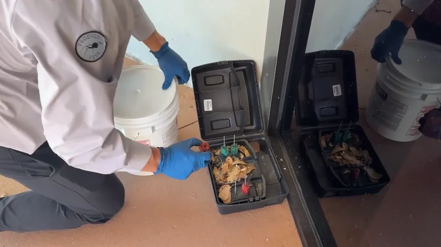 Opened bait stations showing consumed bait and debris during a service visit