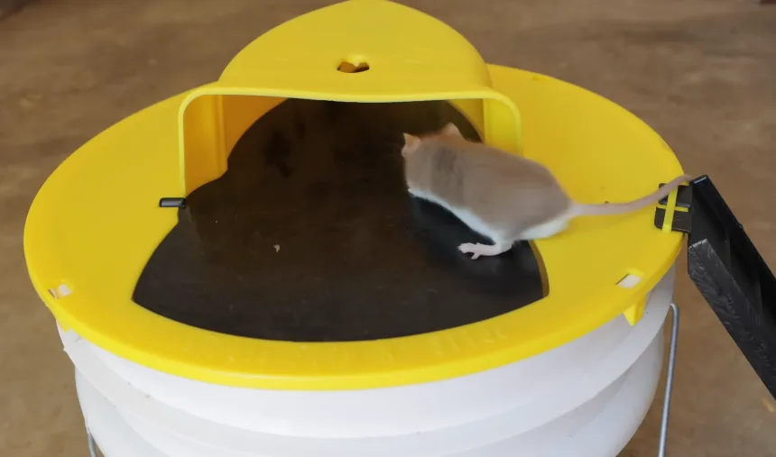 A live mouse on the lid of a bucket-style multi-catch rodent trap